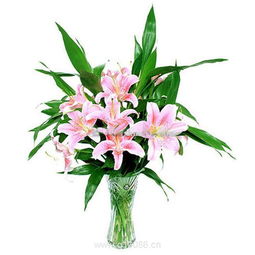 百合情深 柯劍飛特色鮮花機械設備引領花卉產業(yè)革新