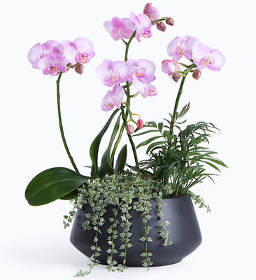 蝴蝶蘭葉子裂開原因解析與科學養(yǎng)護指南