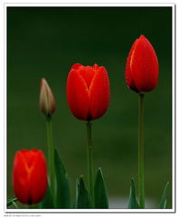 北京圃朗特園藝 科技賦能花卉產業(yè)，機械設備引領園藝新潮流